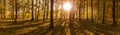 Panorama of sunrise in the yellow autumn forest. Long shadows from the trees and the glow of the sun in the camera lens. Royalty Free Stock Photo