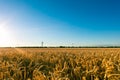 Sunset on a wheat field in summer near the city of Leipzig, Germany