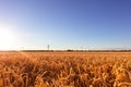 Sunset on a wheat field in summer near the city of Leipzig, Germany