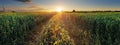 Panorama Sunset over wheat field with path Royalty Free Stock Photo
