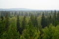 Panorama of the taiga of Northern Yakutia with fir trees.