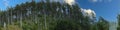 Panorama, Tall stand of Douglas fir Royalty Free Stock Photo