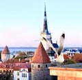 Panorama  Tallinn old town roof and seagull on front panorama on sunset  moon on sky and birds fly  travel to Estonia sun down bir Royalty Free Stock Photo