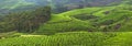 Panorama of Tea plantations in India Royalty Free Stock Photo