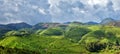 Panorama of tea plantations Royalty Free Stock Photo