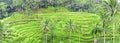 Panorama of Tegalalang rice field terraces, Bali Royalty Free Stock Photo