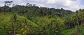 Panorama of Terraced Rice Fields in Bali