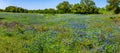 Panorama of a Texas Field of Amazing Texas Bluebonnets. Royalty Free Stock Photo