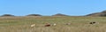Panorama Texas Longhorn Steer wichita mountains wildlife refuge Oklahoma Royalty Free Stock Photo