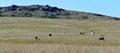 Panorama Texas Longhorn Steer wichita mountains wildlife refuge Oklahoma Royalty Free Stock Photo