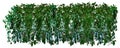 Panorama of thickets of tropical ivy, vines, Hoya isolated on a white background Royalty Free Stock Photo