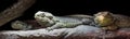 Pano of three iguanas Royalty Free Stock Photo