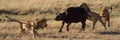 Panorama of three lions hunting Cape buffalo