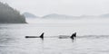 Killer Whales or Orca, Telegraph Cove, Canada