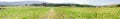 Panorama of Tobacco field Royalty Free Stock Photo
