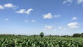 Panorama of tobacco field at people field Royalty Free Stock Photo