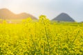 The Panorama Top view Yellow Flowers of Rapeseed fields with stream Jiulong Waterfalls and mountain in background at Luoping,