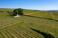 Panorama of the vineyards near Ingelheim / Germany Royalty Free Stock Photo
