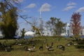 Panorama of Toronto , Canada, from Island through the trees and geese in front