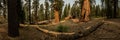 Panorama of Trail Cutting Around Small Sequoia Grove Royalty Free Stock Photo