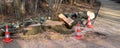 panorama tree felling work with warning cones in a park Royalty Free Stock Photo
