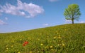 Panorama with tree and tulips