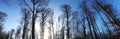Panorama: trees in forest in winter at blue sky Royalty Free Stock Photo
