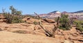 Panorama of trees growing among the rocks near Goosenecks Overlook at Capitol Reef National Park, Utah, USA Royalty Free Stock Photo