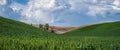 Panorama: Trees between hills in the Palouse Royalty Free Stock Photo