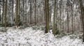 Panorama of trees in winter of Poland