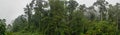 Panorama of Tropical Dipterocarp Rainfprest in Mist Royalty Free Stock Photo