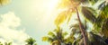 Panorama of tropical palm tree with sun light on sky background Royalty Free Stock Photo