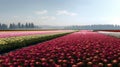 panorama tulip field with various type and color