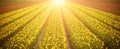 Rows of yellow tulip flowers at the field in Netherlands, illuminated by sunlight Royalty Free Stock Photo