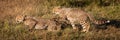Panorama of two cheetah cubs in grass Royalty Free Stock Photo