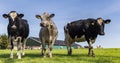 Panorama of two holstein cows in a green meadow