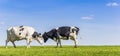 Panorama of two holstein cows in a green meadow Royalty Free Stock Photo