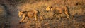 Panorama of two lion cubs crossing road Royalty Free Stock Photo