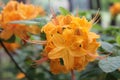 Panorama with two orange rodendrons during a sunny day in the botanical garden Royalty Free Stock Photo