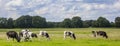 Panorama of typical dutch Holstein cows in the landscape of Drenthe Royalty Free Stock Photo