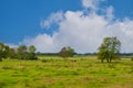 Panorama of typical dutch Holstein cows in the landscape of Limburg, Netherlands Royalty Free Stock Photo