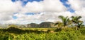 Panorama of the Valle di Vinales with the Mogotes and palm trees