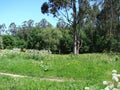 The outskirts of the town of Redondale. Spain. Natural views of the Spanish forest and various spring flowers.