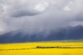Panorama of the valley of yellow flowers. Royalty Free Stock Photo