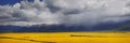Panorama of the valley of yellow flowers Royalty Free Stock Photo