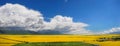 Panorama of the valley of yellow flowers. Royalty Free Stock Photo