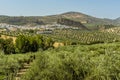 A panorama view across the olive fields to the town and hilltop fortress in Montefrio, Spain Royalty Free Stock Photo