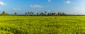 A panorama view across a rice paddy field at Medirigiriya, Sri Lanka Royalty Free Stock Photo