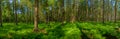 Panorama view of adorable forest with fern plant. Forest with trees and fern plant on the ground.Forest landscape.