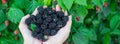 Panorama view Asian hands in full palms of fresh harvested ripe blackberries, abundant load of berry bush background, organic Royalty Free Stock Photo